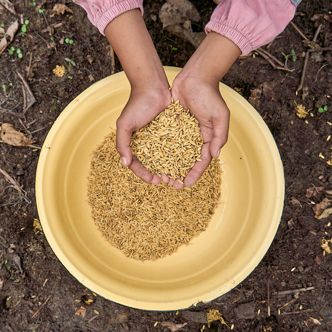 Rice seeds