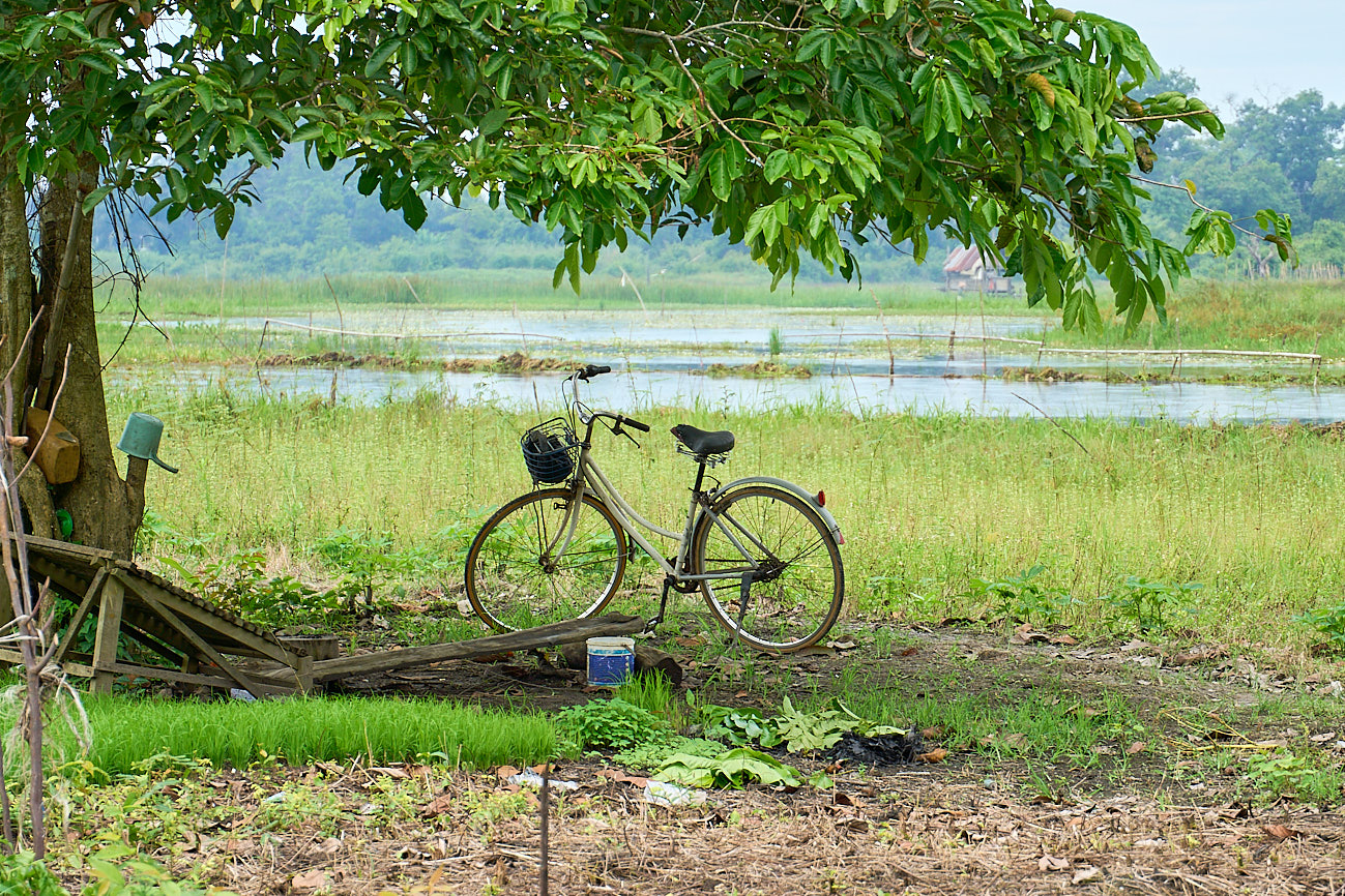 Students of Sekolah Alam Lubuk Pusako farming in Muaro Jambi