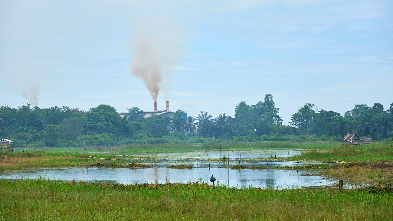 Students of Sekolah Alam Lubuk Pusako farming in Muaro Jambi